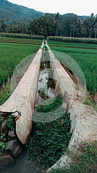 View of rice fields in the afternoon