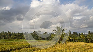 View of rice fields in Bali