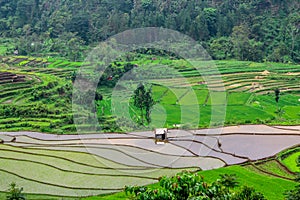 Beautiful rice fields, Tegal regency, indonesia. photo