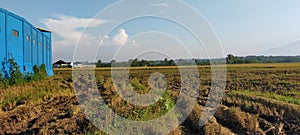 the view of the rice fields being harvested