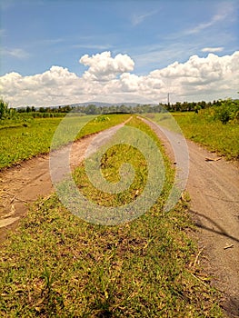 View of rice fields with blue sky after harvest