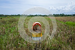 View on rice fields in Canggu, Bali