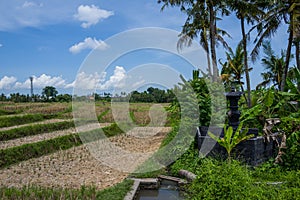 View on rice fields in Canggu, Bali