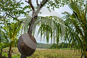 View on rice fields in Canggu, Bali