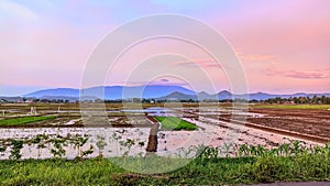 view of rice fields in Central Java, beautiful mountains towering high