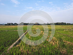 View of rice fields with clear blue sky