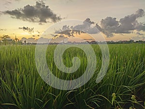view of rice fields in the cool and bright morningwhen winter