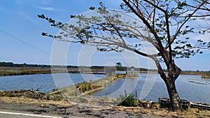 view of rice fields in the countryside