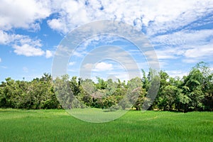 View of rice fields, forests and sky. Agriculture in Thailand and copy space