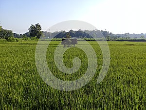 A view of the rice fields in the morning