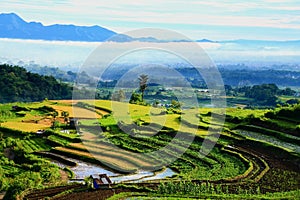 View of the rice fields in the morning from a height