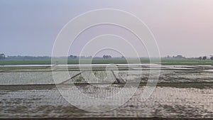 View of rice fields in the morning seen from a moving vehicle