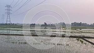 View of rice fields in the morning seen from a moving vehicle against a blue sky background