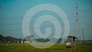 The view of the rice fields in the morning shine