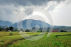 The view of the rice fields in the mountainous area of ??Bogor is very beautiful to see.