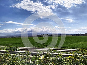 trans flores roadside rice fields. Lembor Village, West Manggarai, Indonesia. photo