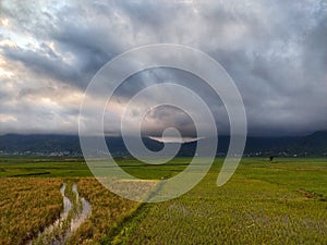 rice fields in Lembor, West Manggarai, Indonesia. photo