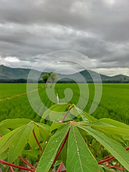 view of rice fields and mountains in the village