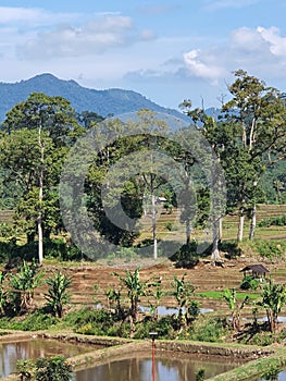 View of rice fields and plantations at Mount Dempo Pagar Alam photo