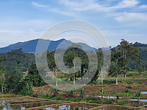 View of rice fields and plantations at Mount Dempo Pagar Alam photo