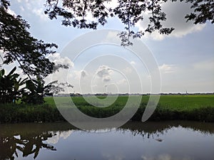 view of rice fields and river under the blue sky