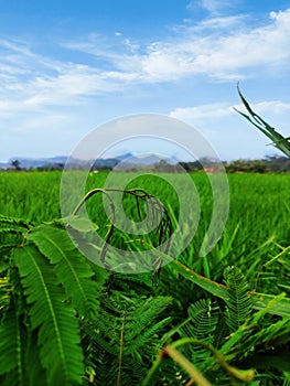 A view of rice fields in the rural areas in the morning