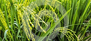 The view of rice fields that are still green