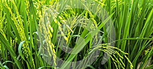 The view of rice fields that are still green