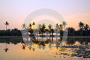 View of rice fields in Sungai Besar - well known as one of the major rice supplier photo