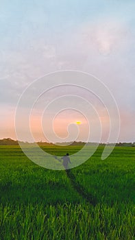view of rice fields with sunset at dusk