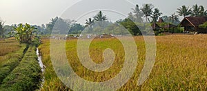 View of rice fields with traditional houses, rice field background