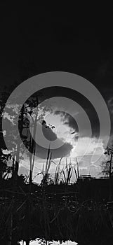 view of rice fields and trees in waterBlack and white
