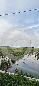 View of rice fields under the beautiful blue sky