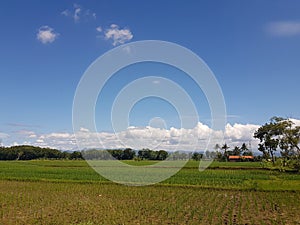 View of rice fields under blue sky