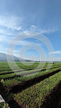 view of rice fields under the blue sky
