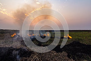 View of rice fields in which villagers are burning stump of rice plants