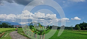 View of rice fields with white clouds and blue sky
