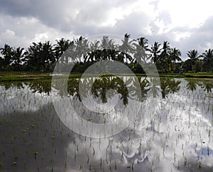 View of rice paddies with palms reflected in water, Bali, Indonesia photo