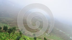 view of rice terraced fields in brume photo