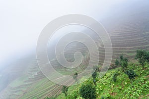 view of rice terraced fields in mist