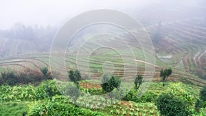 view of rice terraced hills in brume