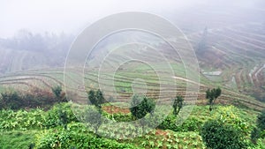 view of rice terraced hills in brume photo