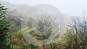 view of rice terraced hills in fog