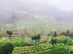 view of rice terraced hills in mist