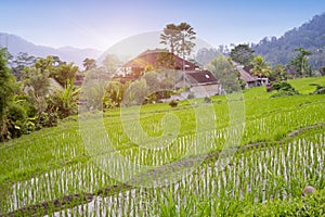 View on rice terraces, Bali, Indonesia