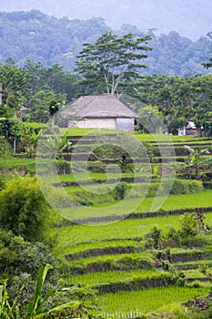 View on rice terraces, Bali, Indonesia
