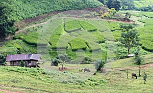 View of rice terraces in Ban Li Khai village in rural area of Chiang Rai province of Thailand.