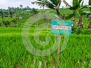 View on rice terraces Jatiluwih, Bali, Indonesia