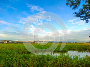 View of ricefield