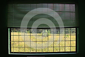 View of ricefield behind the office window